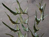 jus de Palme 030