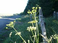 Aubrac 2013 22 GF