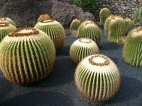 Jardin des cactus 12