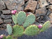 Jardin des cactus 18