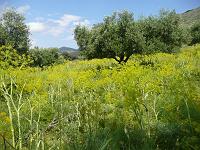 la Crete au printemps 14