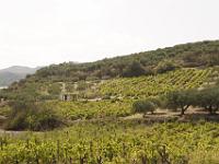 DSC7188  Vignes a flanc de coteau (PEZA)