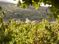 DSC7259  Vignes et Oliveraies dans la région de PEZA