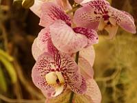 Jardin des orchidées03