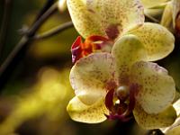 Jardin des orchidées04