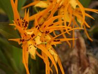 Jardin des orchidées05