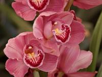 Jardin des orchidées06