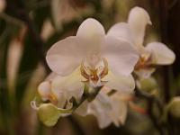 Jardin des orchidées07