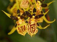 Jardin des orchidées09