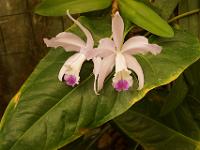 Jardin des orchidées10