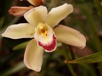 Jardin des orchidées11