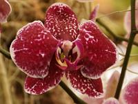 Jardin des orchidées13