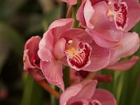 Jardin des orchidées15