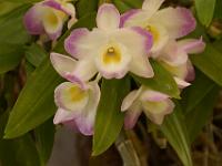 Jardin des orchidées17