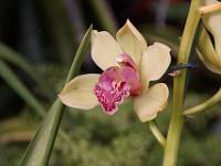 Jardin des orchidées18