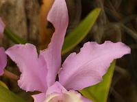 Jardin des orchidées19
