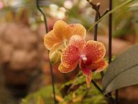 Jardin des orchidées20