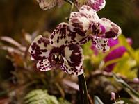 Jardin des orchidées21