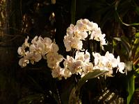 Jardin des orchidées22