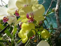 Jardin des orchidées23