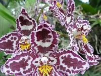 Jardin des orchidées24