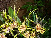 Jardin des orchidées25